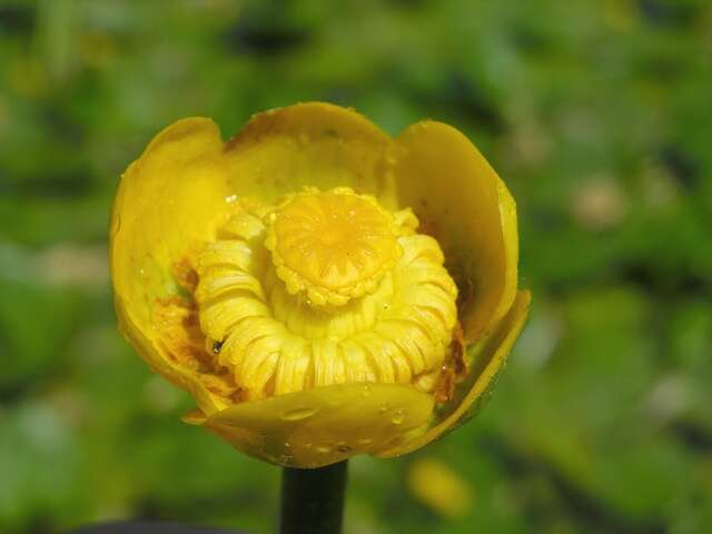 Image of pond-lily