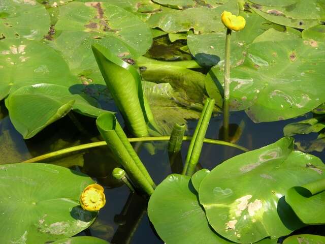 Image of pond-lily