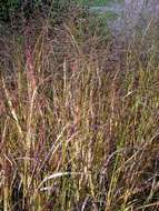 Imagem de Panicum