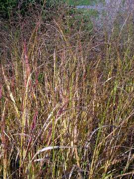 Image of panicgrass