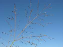 Image of panicgrass