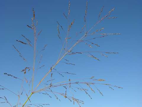 Image of panicgrass