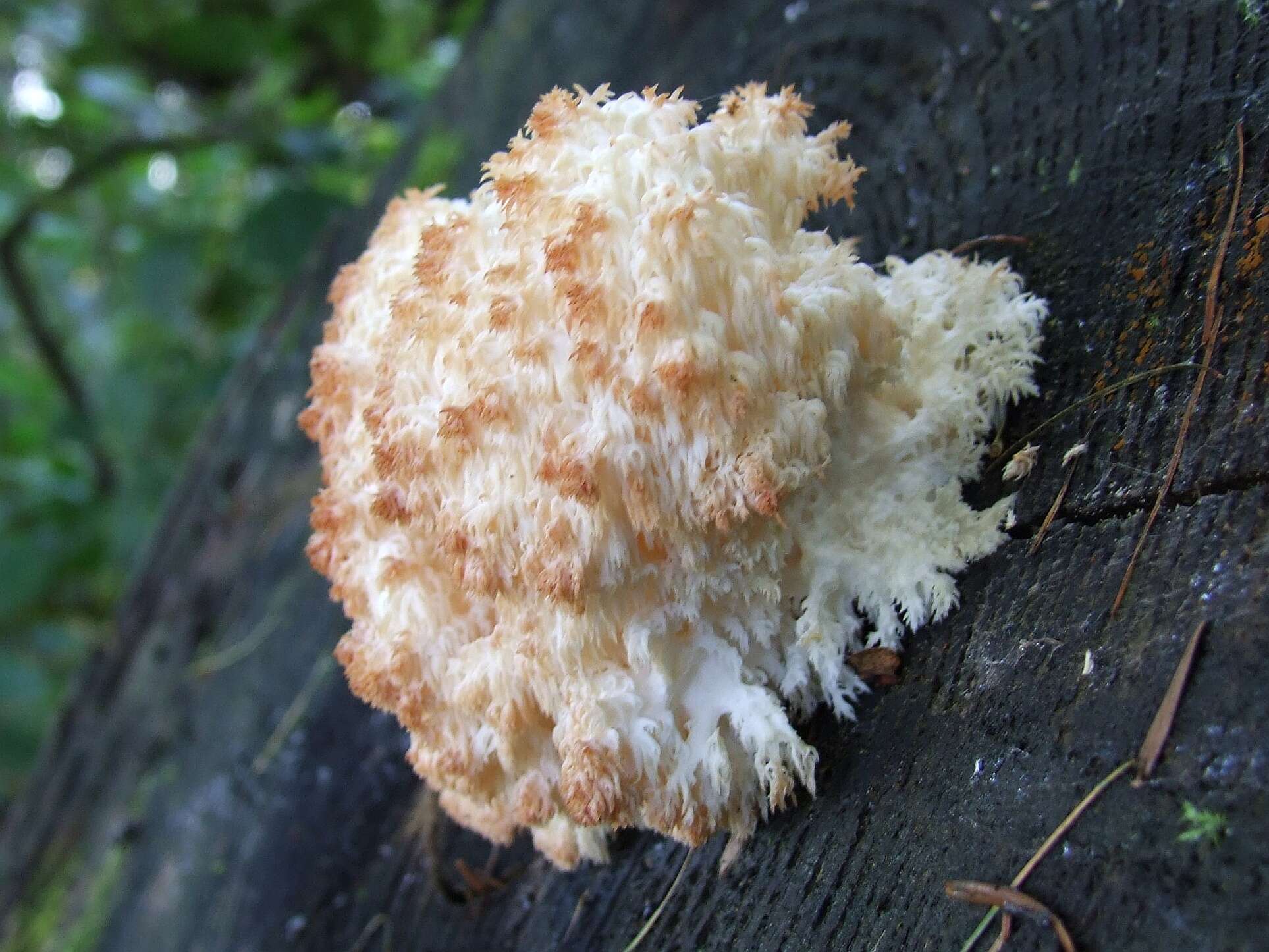 Image of Hericium flagellum (Scop.) Pers. 1797