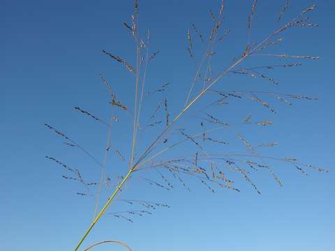 Image of panicgrass