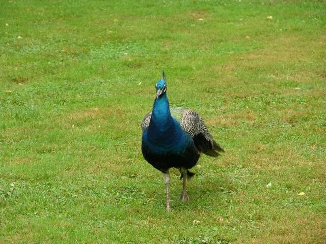 Image of Pavo Linnaeus 1758