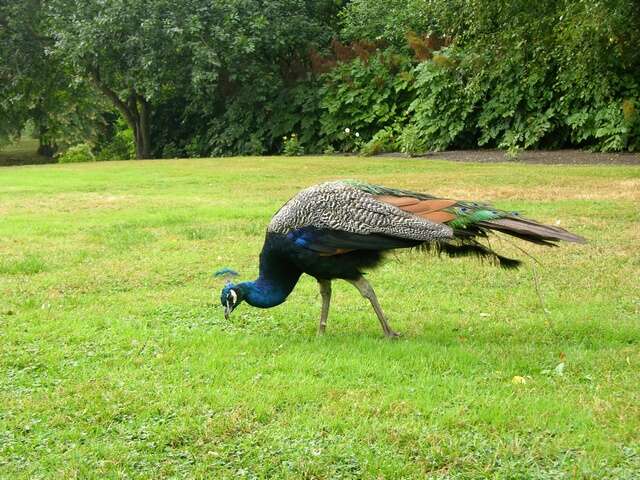 Image of Pavo Linnaeus 1758