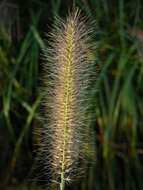 Image of <i>Pennisetum alopecuroides</i>