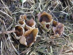 Image of cup fungi