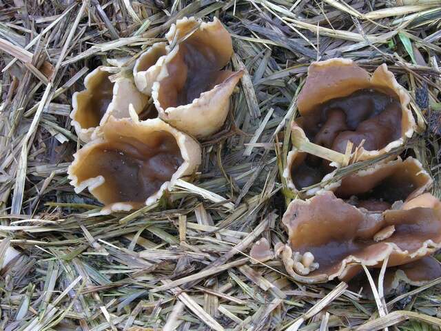 Image of cup fungi