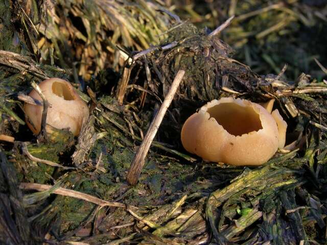 Image of cup fungi