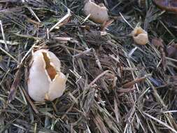 Image of cup fungi