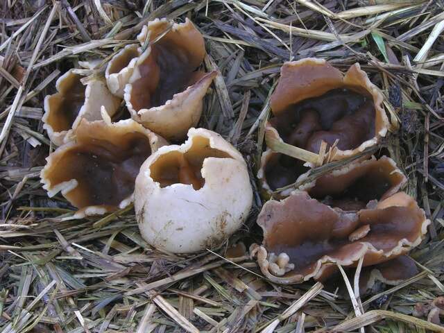 Image of cup fungi
