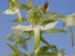 Image of Fringed orchids