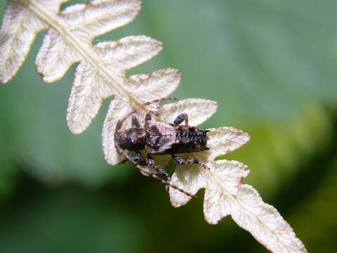 Image of Pogonocherus