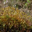 Imagem de Polytrichum strictum Menzies ex Bridel 1801