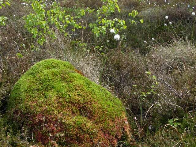 Imagem de Polytrichum