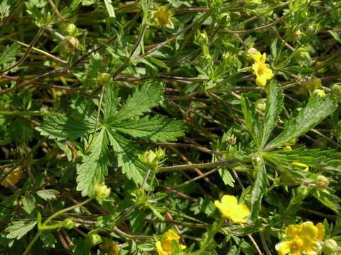 Image of Potentilla heptaphylla L.