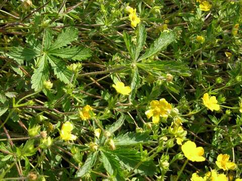 Image of Potentilla heptaphylla L.