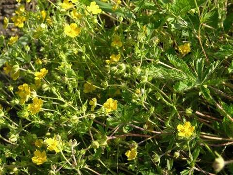 Image of Potentilla heptaphylla L.