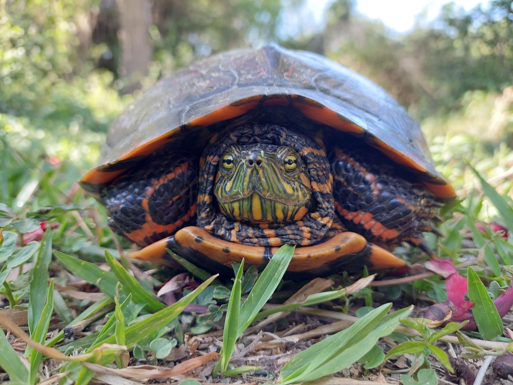 Image of Black-bellied Slider