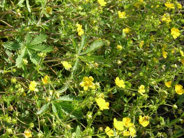 Image of Potentilla heptaphylla L.