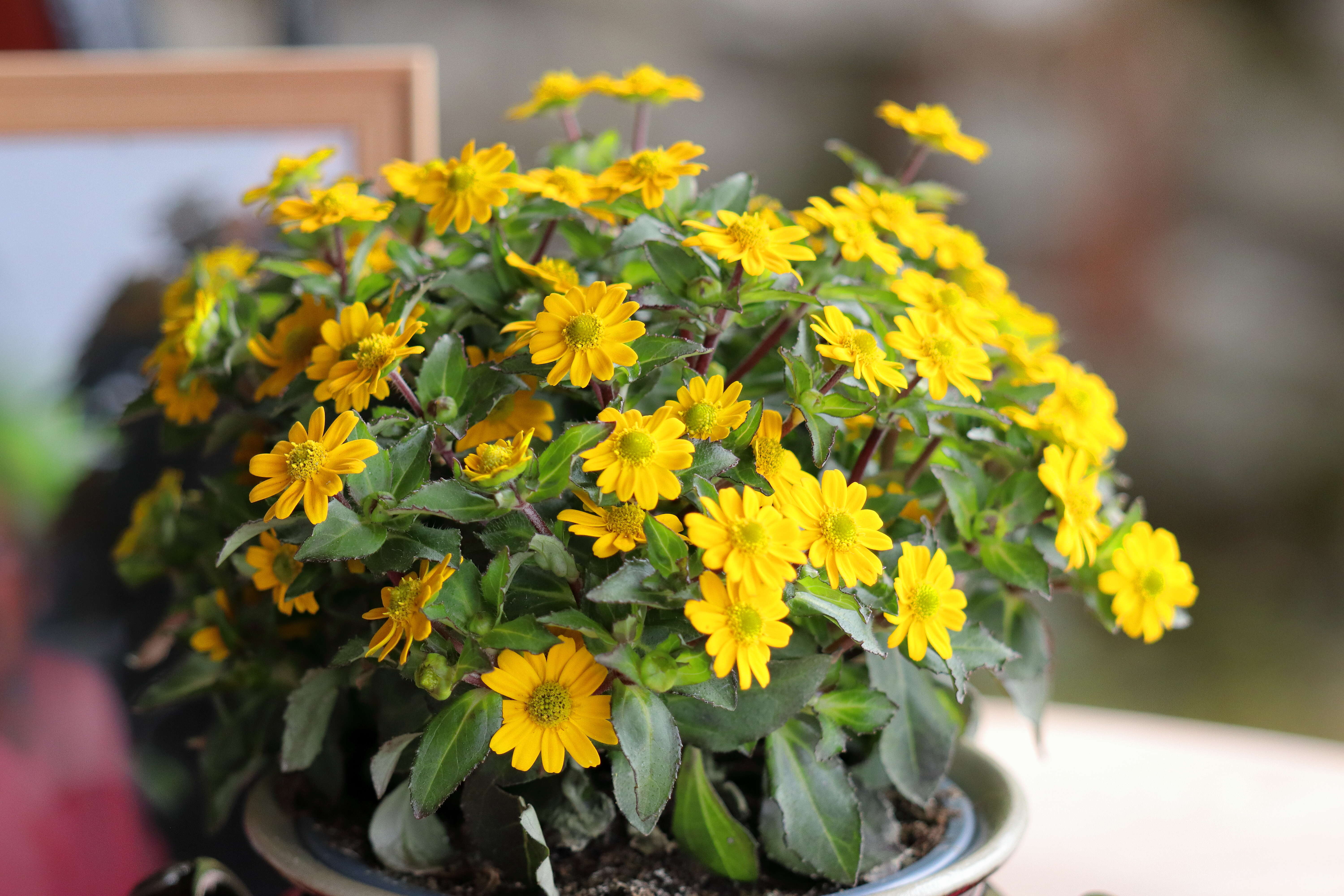 Image of Mexican creeping zinnia