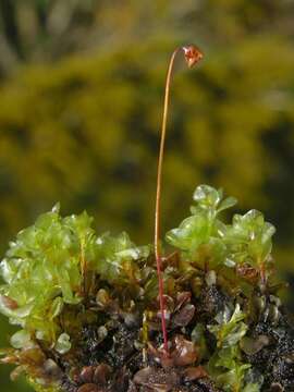 Image of rhizomnium moss