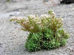 Sedum hispanicum L. resmi