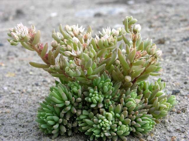 Sedum hispanicum L. resmi