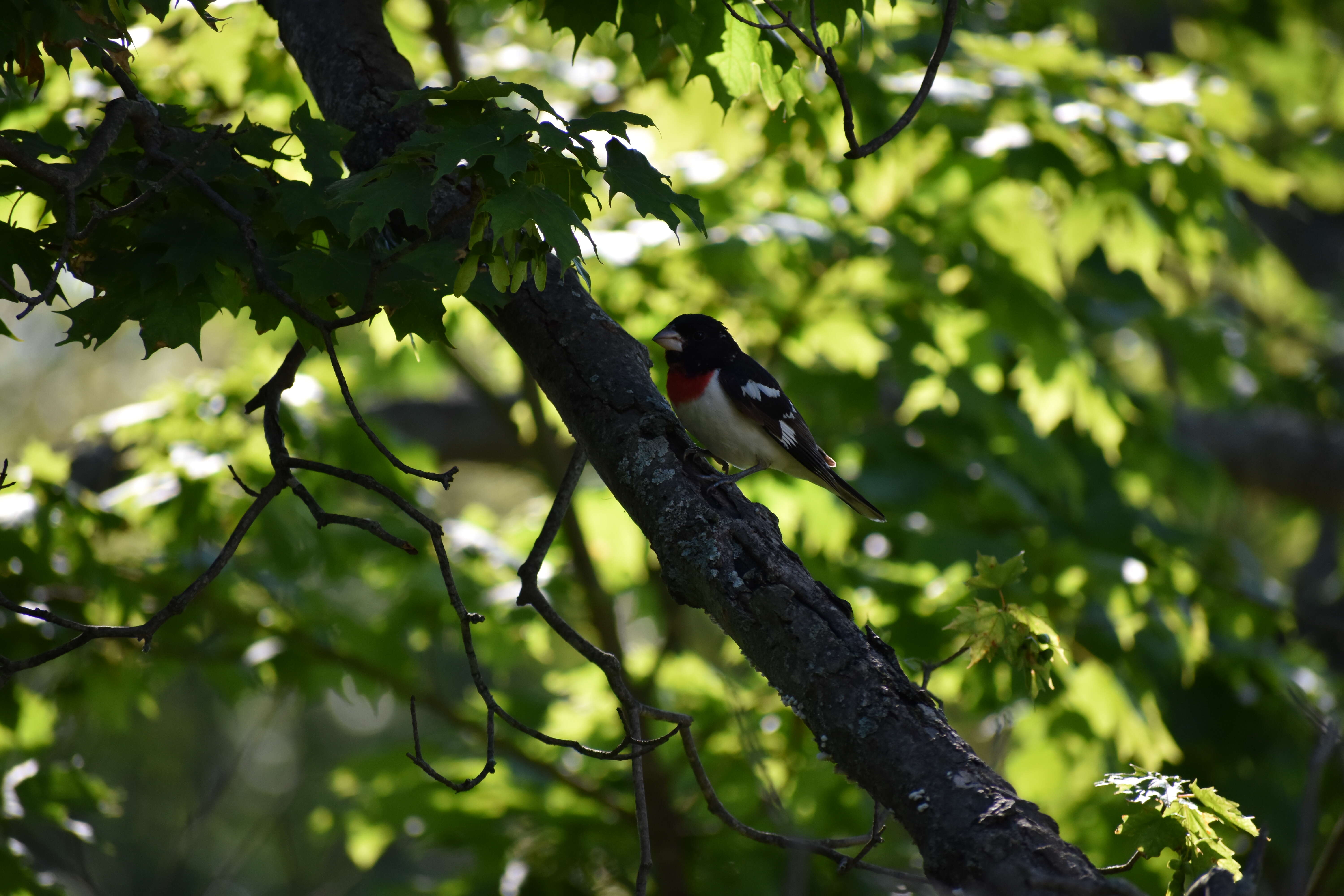 Image of Rose-breasted Grosbeak