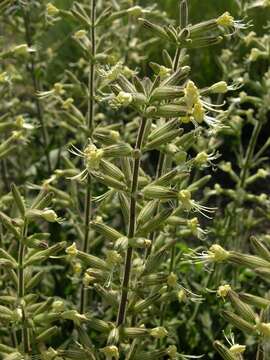 Image of Silene viscosa (L.) Pers.