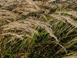 Image of Achnatherum calamagrostis (L.) P. Beauv.