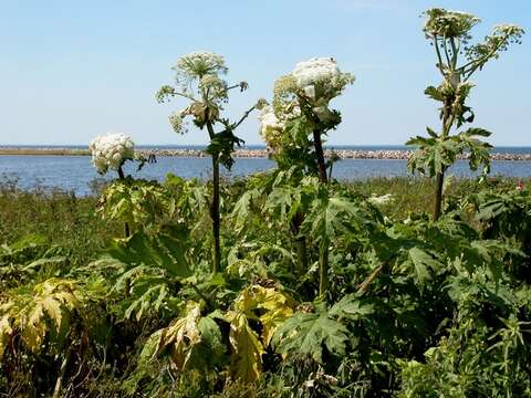 Image of cowparsnip