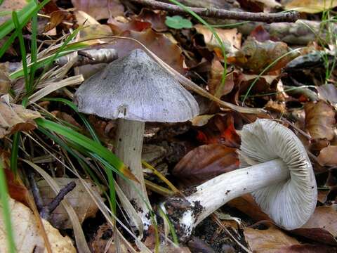 Image of Tricholoma sciodes (Pers.) C. Martín 1919