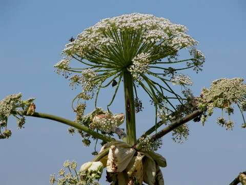 Plancia ëd Heracleum