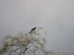 Image of White-winged Guan