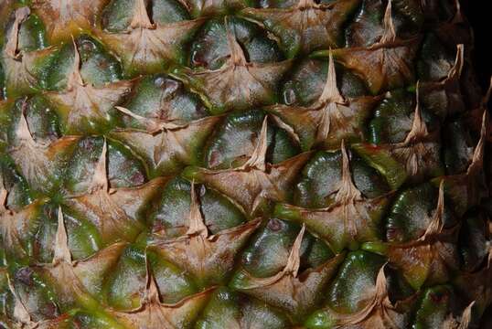 Image of Pineapples