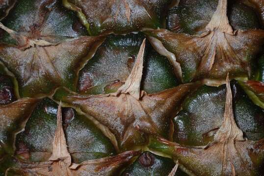 Image of Pineapples