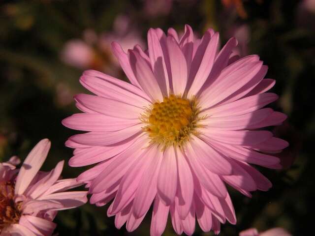 Image of aster