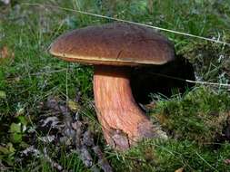 Image de Neoboletus