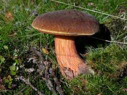 Image of Neoboletus