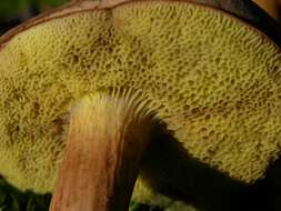 Boletus subtomentosus L. 1753 resmi