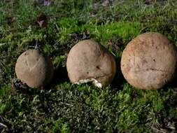 Image of Boletus subtomentosus L. 1753