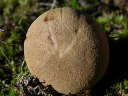 Image of Boletus subtomentosus L. 1753