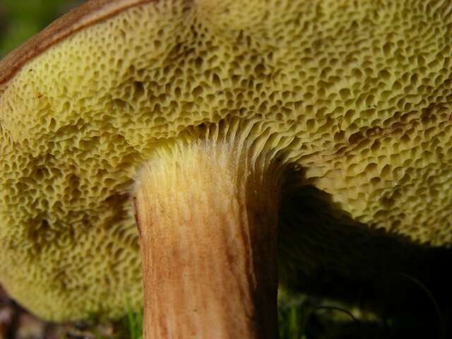 Image of Boletus subtomentosus L. 1753