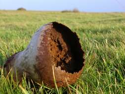 Image of Lycoperdon