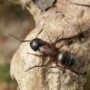 Image of Camponotus herculeanus (Linnaeus 1758)
