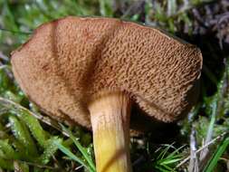 Image of Chalciporus