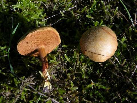 Image of Chalciporus