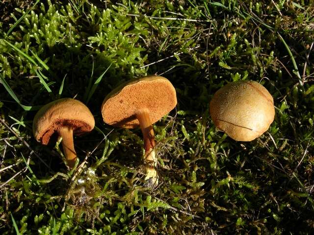 Image of Chalciporus